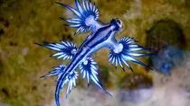 imagenes/Nudibranquio1_400x225pix.jpg