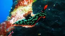 imagenes/Nudibranquio2_400x225pix.jpg
