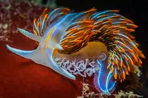 imagenes/Nudibranquio3_400x267pix.jpg