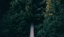 tests/images/forestbridge.jpg