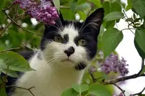 black&whitecat.jpg