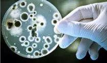BIOTEC/sabias3.jpg