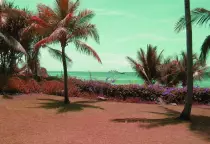 Tropical-area-mactan-philippines2.jpg