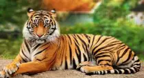 img/tigar.jpg