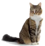 cat.png