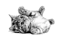 imagen/gato.png