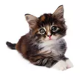 cat.jpg