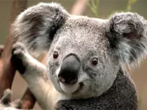 img/Koala2.png