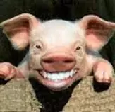 pig.png