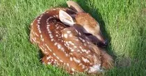 newborn-fawn-.jpg