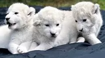img/animales.jpg