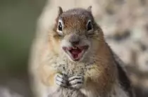 labelledame/squirrel1.jpg