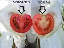 monsanto .jpg