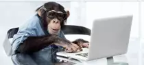 monkey.jpg
