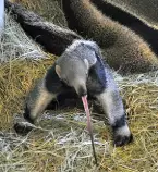 anteater.jpg