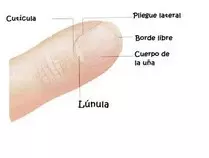 imagenes/uña1.jpg