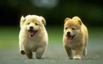 images/g.jpg