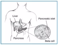 Pancreatic-islet.jpg