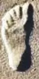 foot_print.jpg