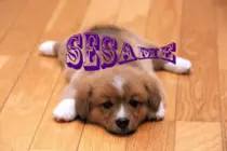 doggy.gif