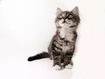 realCat.png