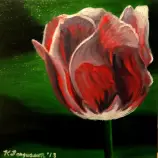 images/Tulip.jpg
