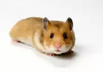 my website/hamster.jpg