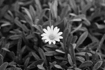 FLEUR.jpg