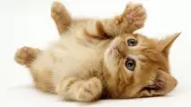 kitty.jpg