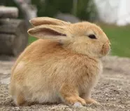 bunny1.jpg