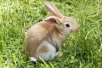 bunny2.jpg