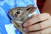 bunny3.jpg