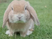 bunny4.jpg