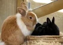 bunny5.jpg