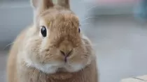 bunny6.jpg