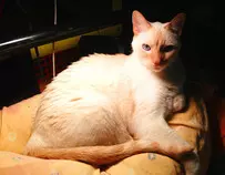 cool cat.jpg