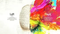 images/brainhalfs.jpg