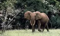 img/img_elephant01.jpg