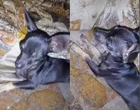 Negra.jpg