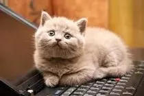 cats.jpg
