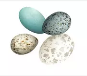 images/eggbkgnd.jpg