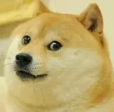 doge.jpeg