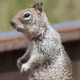 images/squirrel-thumb.jpg