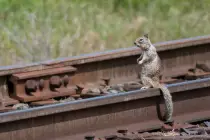 images/squirrel.jpg