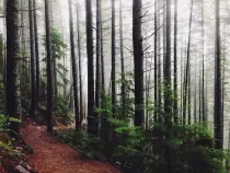 images/landscape-nature-forest-trees.jpg