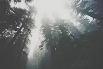redwoods-editiorial-1-1-of-1.jpg