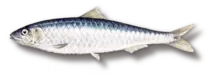 sardina.png
