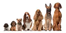 dogs.jpg
