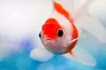 fish.jpg