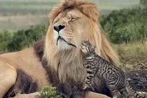 little cats acting like big cats.jpg